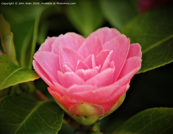 Pink Camellia Picture Board by John Wain