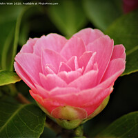 Buy canvas prints of Pink Camellia by John Wain