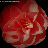 Buy canvas prints of Pink Camellia Bud by John Wain