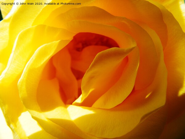 Yellow Rose Picture Board by John Wain