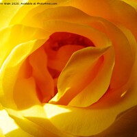 Buy canvas prints of Yellow Rose by John Wain