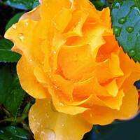 Buy canvas prints of Lovely Yellow Rose with a little Rain Digital Art by John Wain