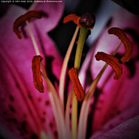 Buy canvas prints of stargazer lily  (Digital Art) by John Wain