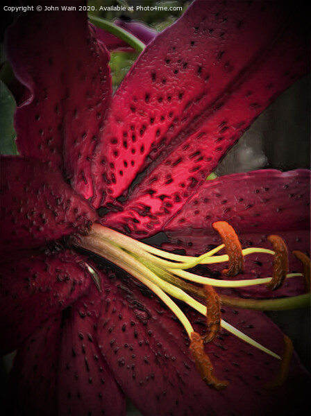 Oriental Lily (Digital Art)  Picture Board by John Wain