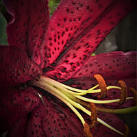 Buy canvas prints of Oriental Lily (Digital Art)  by John Wain