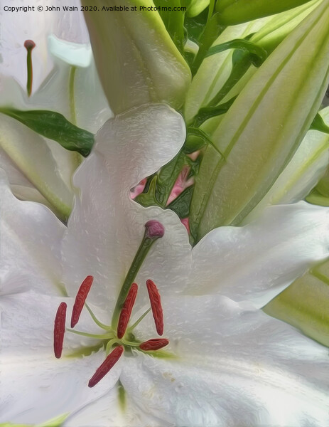 White Lily (Digital Art)  Picture Board by John Wain