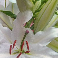 Buy canvas prints of White Lily (Digital Art)  by John Wain