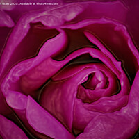 Buy canvas prints of Pink Rose (Digital Art) by John Wain
