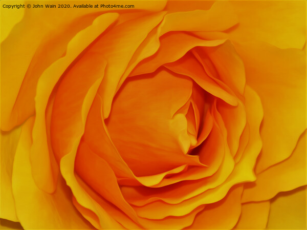 Yellow Rose (Digital Art) Picture Board by John Wain