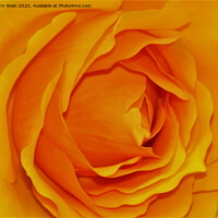 Buy canvas prints of Yellow Rose (Digital Art) by John Wain