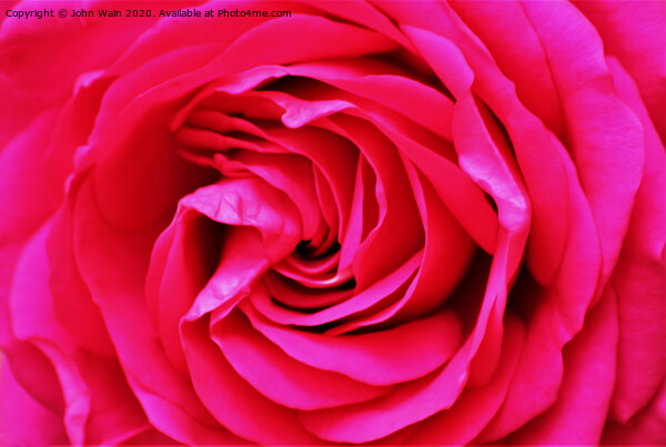 Pink Rose (Digital Art) Picture Board by John Wain