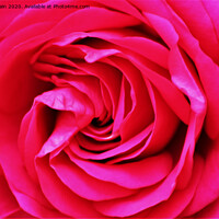 Buy canvas prints of Pink Rose (Digital Art) by John Wain