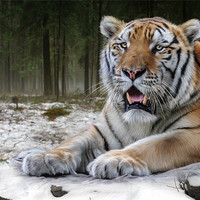 Buy canvas prints of TJ the Tiger by Big Cat Rescue
