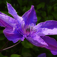 Buy canvas prints of Flower Clematis by jim scotland fine art