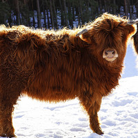 Buy canvas prints of Highland Cow by jim scotland fine art