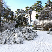 Buy canvas prints of Winter Aviemore by jim scotland fine art