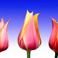 Buy canvas prints of Trio of Tulips by jim scotland fine art