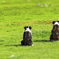 Buy canvas prints of Border Collies the three Musketeers by jim scotland fine art