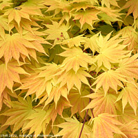 Buy canvas prints of Yellow Japanese Maple leaves by John Mitchell
