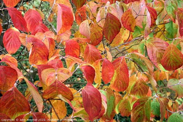 Autumn Dogwood Leaves Picture Board by John Mitchell