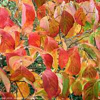 Buy canvas prints of Autumn Dogwood Leaves by John Mitchell