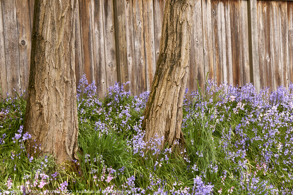 Two Trees and Bluebells Picture Board by John Mitchell