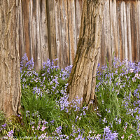 Buy canvas prints of Two Trees and Bluebells by John Mitchell