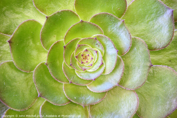 Closeup of a green Sempervivum Plant Picture Board by John Mitchell