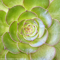Buy canvas prints of Closeup of a green Sempervivum Plant by John Mitchell