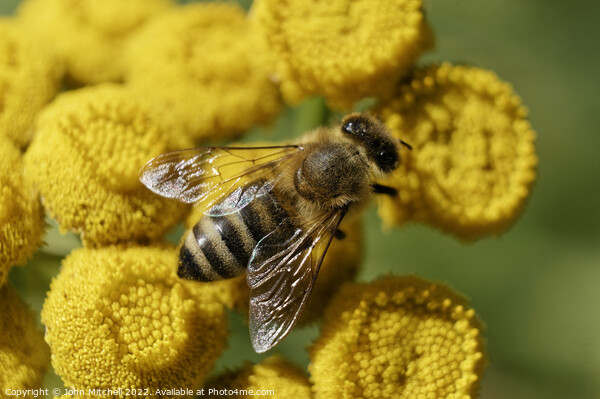 European Honeybee on Yellow Tansy Flowers Picture Board by John Mitchell