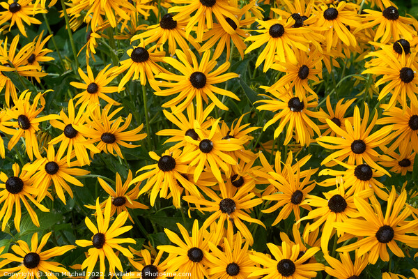 Brown-Eyed Susans  Picture Board by John Mitchell