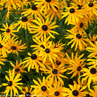 Buy canvas prints of Brown-Eyed Susans  by John Mitchell