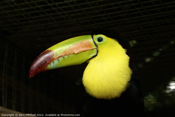 Closeup of a Keel-Billed Toucan Picture Board by John Mitchell