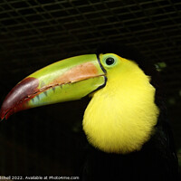 Buy canvas prints of Closeup of a Keel-Billed Toucan by John Mitchell
