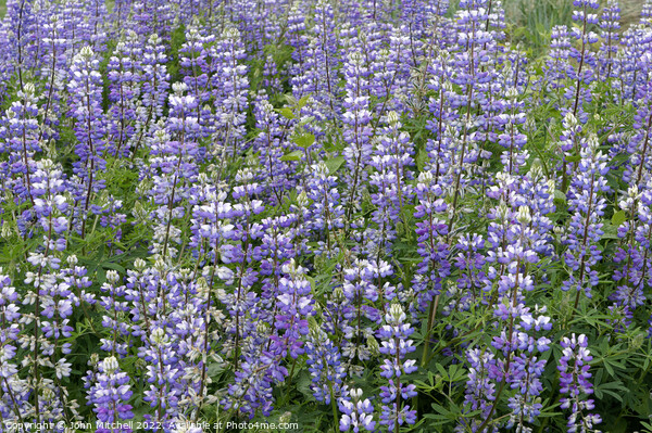 Field of Wild Purple Lupine Flowers Picture Board by John Mitchell