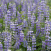 Buy canvas prints of Field of Wild Purple Lupine Flowers by John Mitchell