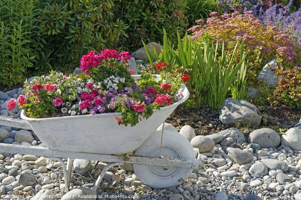 Wheelbarrow Flower Planter Picture Board by John Mitchell