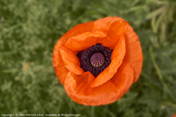 Closeup of an orange oriental Poppy flower Picture Board by John Mitchell