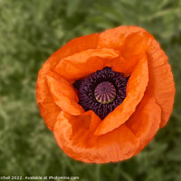 Buy canvas prints of Closeup of an orange oriental Poppy flower by John Mitchell