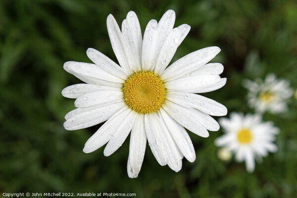 White and Yellow Oxeye Daisy with Dew Drops Picture Board by John Mitchell