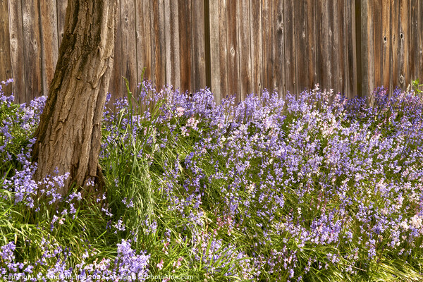 Bluebells blooming in Spring Picture Board by John Mitchell