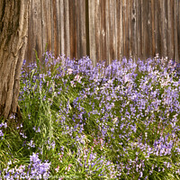 Buy canvas prints of Bluebells blooming in Spring by John Mitchell