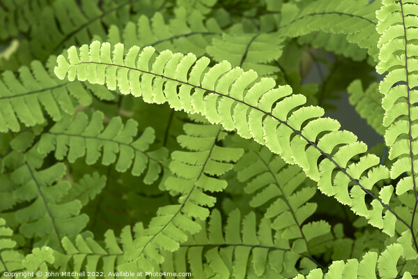 Maidenhair Fern Fronds Abstract Picture Board by John Mitchell