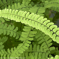 Buy canvas prints of Maidenhair Fern Fronds Abstract by John Mitchell