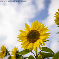Buy canvas prints of The Sunflower by Kev Alderson