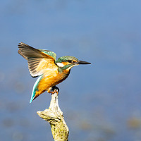 Buy canvas prints of The Kingfisher by Kev Alderson