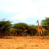 Buy canvas prints of Giraffes in the wild by Emma Treeby
