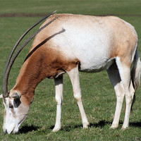 Buy canvas prints of Scimitar-horned oryx 3 by Ruth Hallam