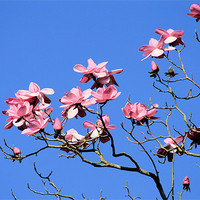 Buy canvas prints of Magnolia Tree by Ruth Hallam