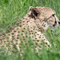 Buy canvas prints of Cheetah 23 by Ruth Hallam